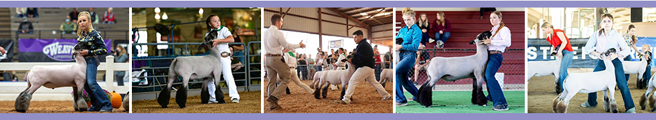 McCoon Club Lambs